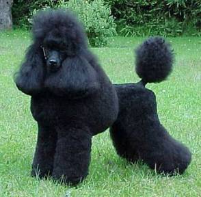 female poodle